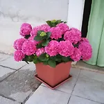 Sanja Apartament
